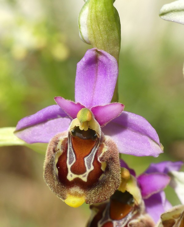 Ophrys lacaitae: la regina delle Ophrys prov. Frosinone  2020